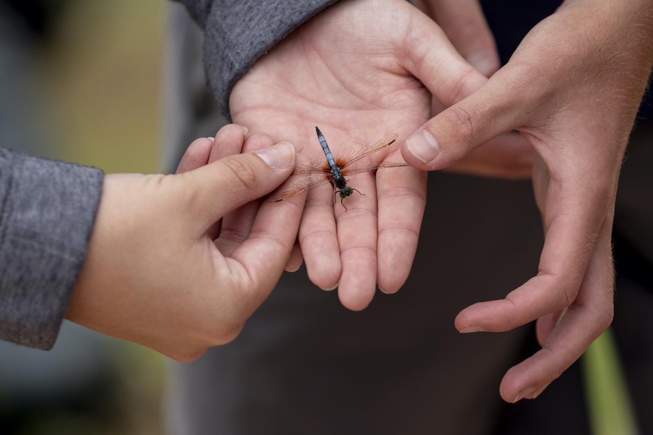 A dragonfly in hand